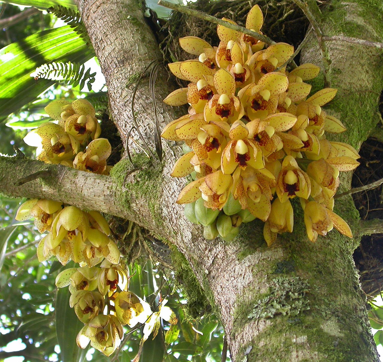 orquidea-acineta-bosque-de-paz-costa-rica – Título del sitio